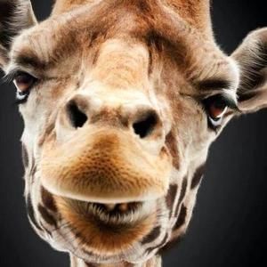 Meet your Posher, Lakeisha